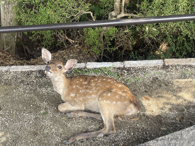 奈良東大寺深度遊千年古剎美到窒息！