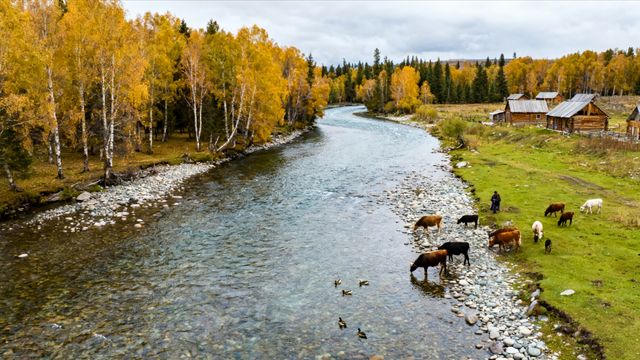 秋日白樺林漫步指南