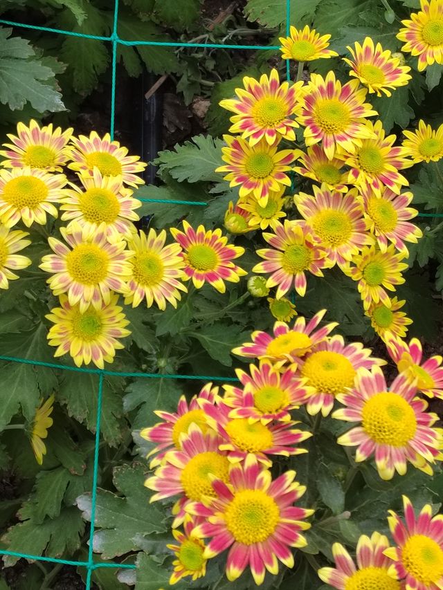 秋日賞菊絕佳地 秋日賞菊絕佳地