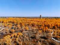 金秋必衝!金塔胡楊林500字治癒系攻略