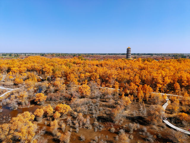 金秋必衝!金塔胡楊林500字治癒系攻略 金秋必衝!金塔胡楊林500字治癒系攻略