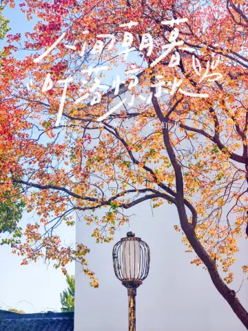 南京烏桕樹攝影攻略這是我的賞秋新寵