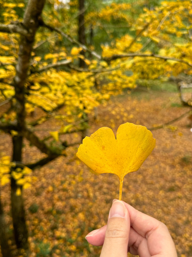 尖叫！韶關帽子峰金色童話世界已上線！！