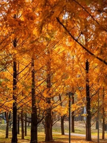 朝陽公園的水杉林已經紅得醉人啦！