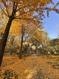 濟南賞秋全攻略,解鎖秋日限定浪漫