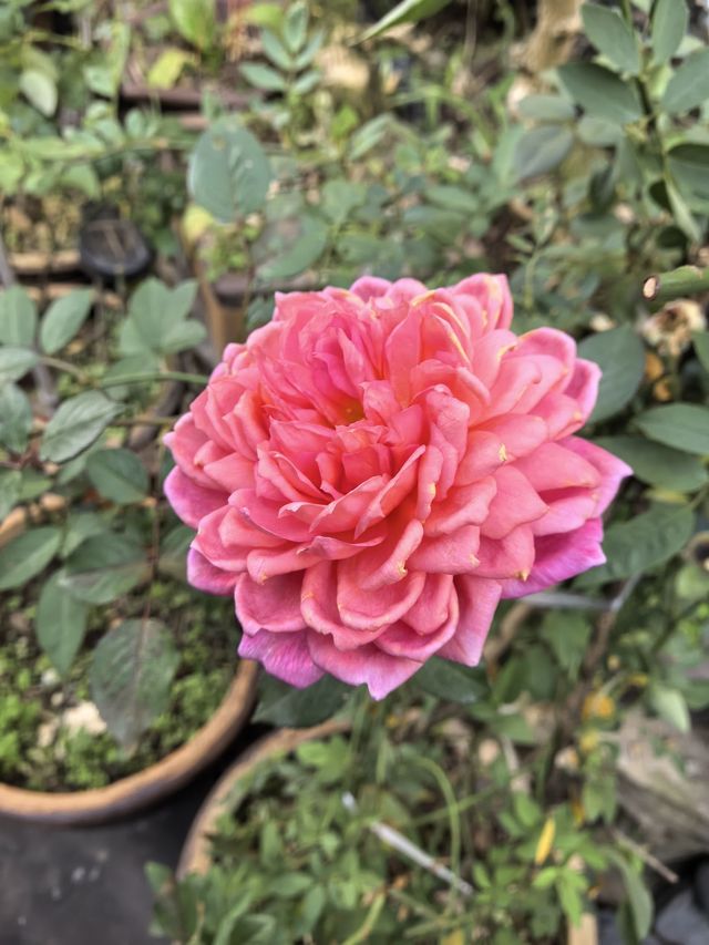 在千年古鎮的庭院裡,把日子過成詩 在千年古鎮的庭院裡,把日子過成詩