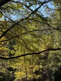 室外遛娃｜諸暨五泄 闖入秋葉世界