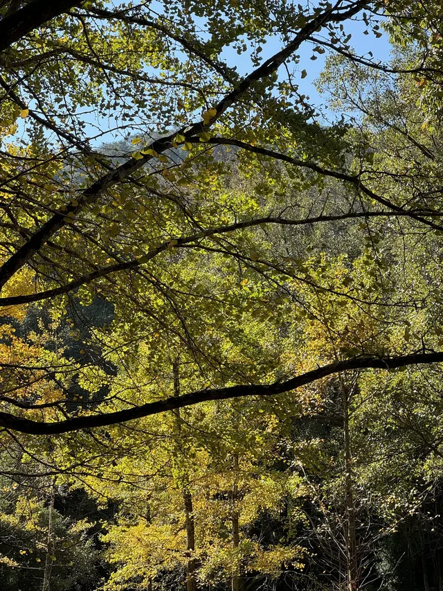 室外遛娃｜諸暨五泄 闖入秋葉世界
