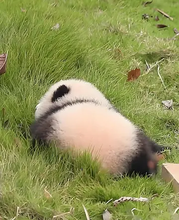 Healed by this little furball