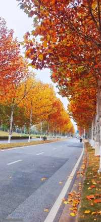 長沙迎來封神的秋天，這些地方真的超美！