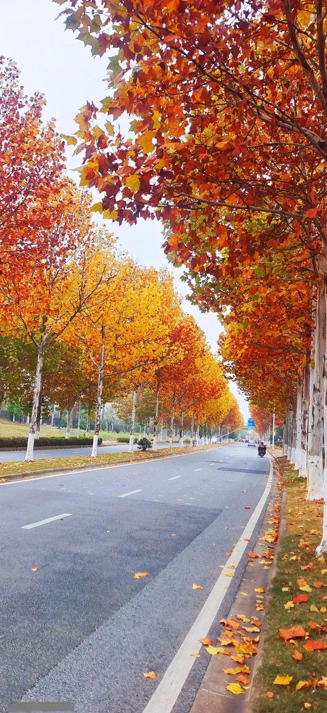 長沙迎來封神的秋天，這些地方真的超美！