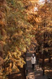 江南「亞馬遜」驚艷初冬！乘竹筏穿越油畫世界