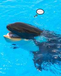 滬籍虎鯨胖豆包迎二週歲