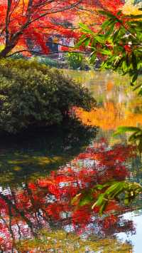 12.1實拍九溪現實版莫奈的秋日花園