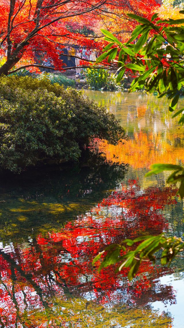 12.1實拍九溪現實版莫奈的秋日花園