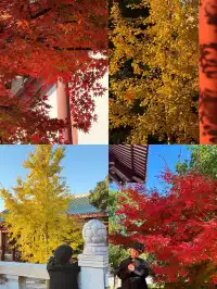 美得不像在莆田!朋友圈都在問的超絕秋景