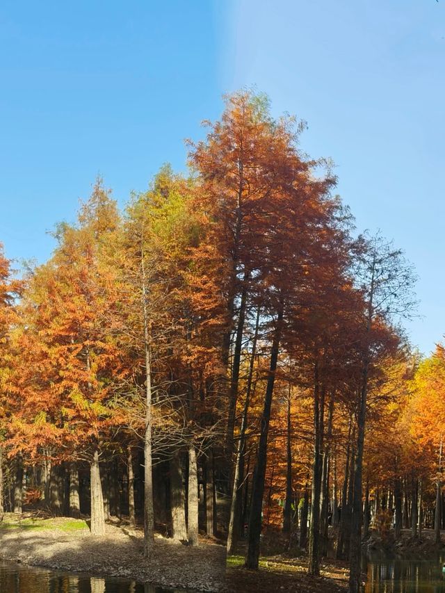 我的寧國紅杉林賞秋手記 我的寧國紅杉林賞秋手記