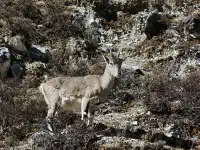 有一個地方叫做稻城……