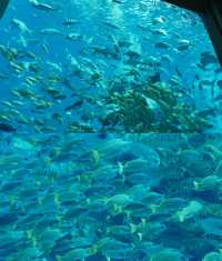 三亞亞特蘭蒂斯必玩!水族館+水世界雙體驗,錯過等於白來