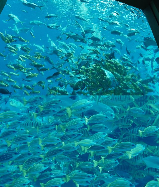 三亞亞特蘭蒂斯必玩!水族館+水世界雙體驗,錯過等於白來 三亞亞特蘭蒂斯必玩!水族館+水世界雙體驗,錯過等於白來