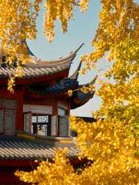 報國寺銀杏觀賞指南