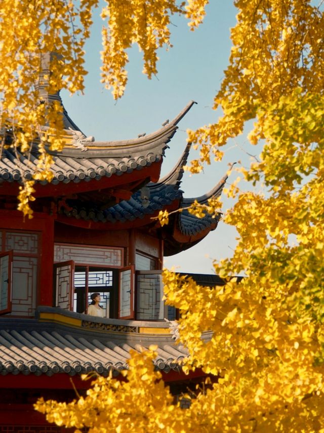 報國寺銀杏觀賞指南