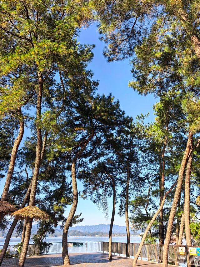 千島湖不登島不進景區直接酒店躺平…