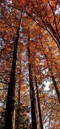 南京紅山森林動物園