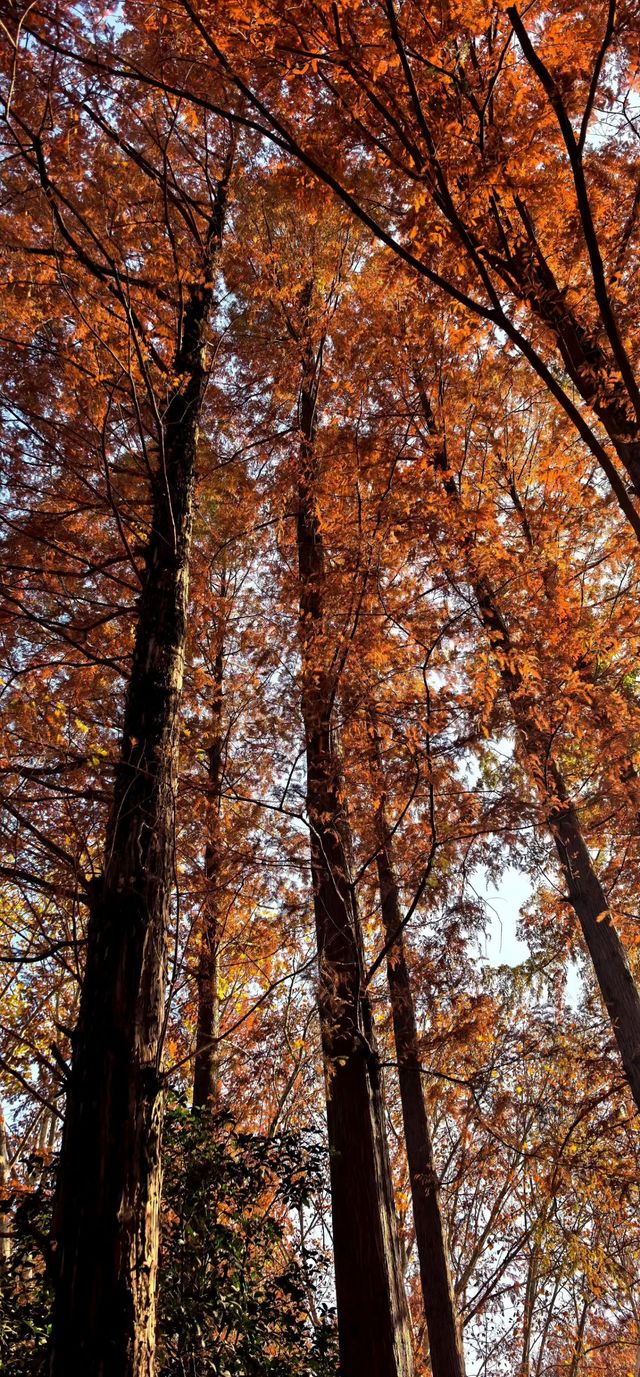 南京紅山森林動物園 南京紅山森林動物園