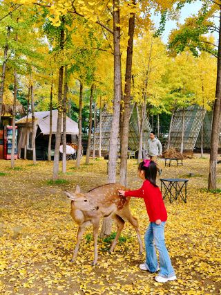 Subway Direct to Xi'an's Hidden Autumn Fairy Tale World, Absolutely Stunning