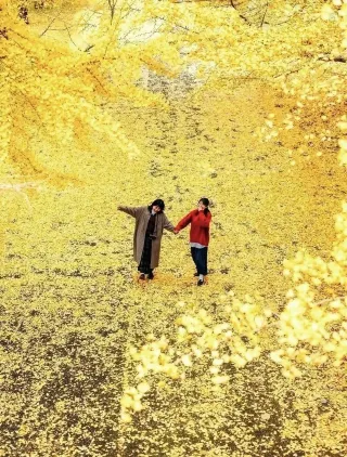 Hiking Fujian 09｜Fujian Ginkgo Ceiling: The No.1 Ginkgo Group in Eight Min Regions