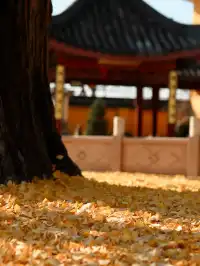 都給我衝，上海賞秋怎能少了這顆千年古銀杏