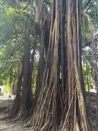 華南植物園拍照吸氧全攻略｜逃離城市計劃來啦