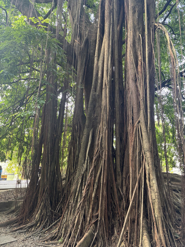 華南植物園拍照吸氧全攻略｜逃離城市計劃來啦