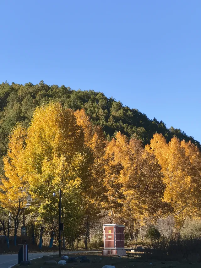 被瀘沽湖美鼠！12.4實拍！