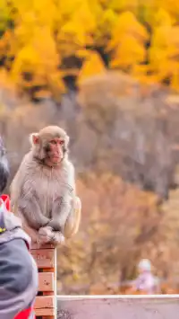 稻城亞丁拍到的各種野生動物