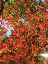 上海出發 帶娃賞秋棲霞山