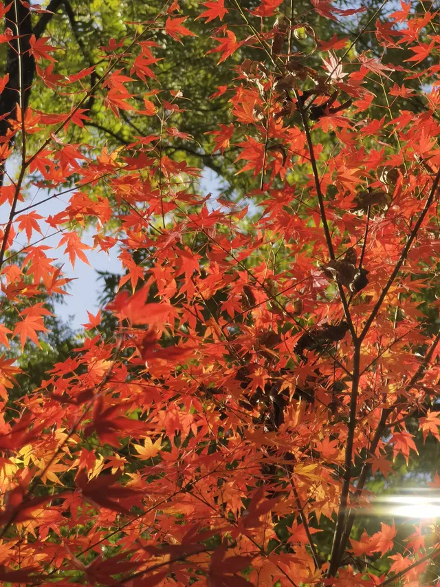 上海出發 帶娃賞秋棲霞山