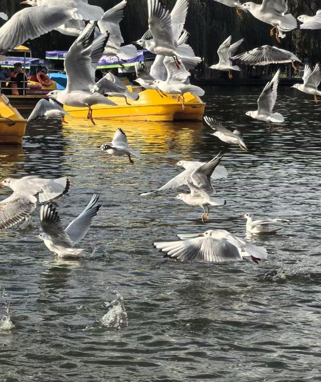 翠湖公園的海鷗全體出動！現在流行"爬樹"了🌳