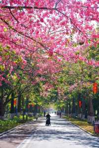 佛山異木棉花海驚艷綻放秒穿越粉紅春天!