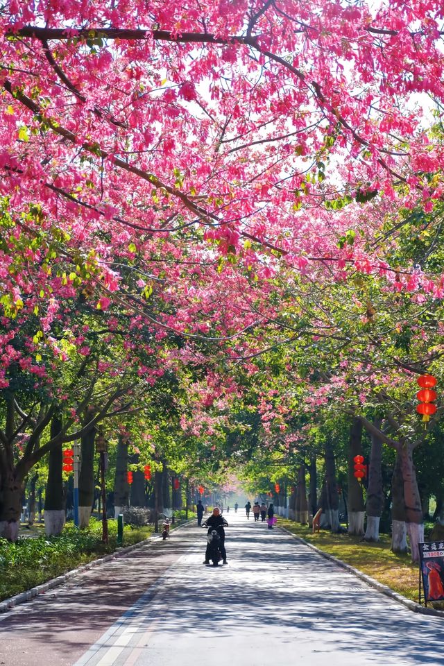 佛山異木棉花海驚艷綻放秒穿越粉紅春天! 佛山異木棉花海驚艷綻放秒穿越粉紅春天!