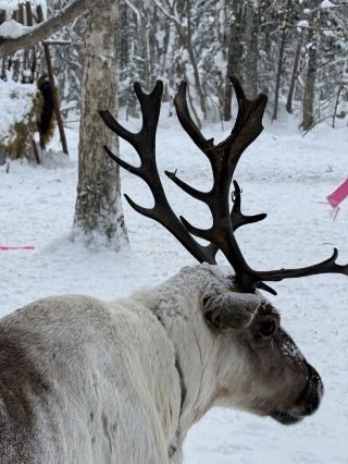 敦化雪鄉｜冬季童話世界2日1夜攻略

講起敦化，冬天最唔可以錯過就係雪鄉之旅。行程包咗亞布力、雪鄉，夜晚仲可以欣賞到迷人雪景中式建築，行山觀景、影相、玩雪一次過！最貼心係報團有導遊帶領，路線清晰，無煩惱，只要放鬆心情享受冰雪世界。

推薦路線安排

第一天：抵達敦化後，乘專車直達雪鄉，沿途導遊詳細講解，唔會錯過重點風景位。到達酒店安頓好行李，建議黃昏前去雪鄉棒槌山山寨和主街遊覽，欣賞夜色下的雪鄉小屋，成排紅燈籠同銀白世界，無論白天或黑夜都好震撼！

雪鄉棒槌山山寨  
地址：延邊朝鮮族自治州敦化市雪鄉公路  
必到亮點：  
- 山寨保留地道的朝鮮族與東北風格建築，雪蓋屋頂打卡位，最有人情味 
- 村內有各式東北美食小吃，可以試下地道燒烤、雪鄉餃子，暖入心！
- 晚上最好同朋友或家人在雪地影合照，燈光襯托下好夢幻

第二天：早餐後到雪鄉棒槌山觀景台，踏雪而上，一覽整個雪鄉景致。  
雪鄉棒槌山觀景台  
地址：牡丹江市海林市長汀鎮大海林林業局雙峰林場  
開放時間：全年全日  
推介原因：
- 雪景壯觀，木棧道沿路而建，體力唔太好都可以慢慢行
- 山頂係最佳全景打卡位，圍繞山巒、樹木、白雪連綿，仙氣十足
- 山上經常有野鹿出現，運氣好可以影到動物同雪景合影，唔使去動物園  
- 由觀景台行落嚟途中仲有好多特色雪地小攤檔，可以嘆番杯熱飲

貼士 & 注意事項
1. 建議一早出門登棒槌山觀景台，日出同晨光下嘅雪鄉最靚。
2. 穿防滑雪地鞋、戴手套帽，氣溫低注意保暖。
3. 報團有導遊引路會比較安心，地方較偏僻唔建議自由行。
4. 相機、手機要預備多啲充電寶，極冷環境電量消耗快。
5. 建議住村內民宿，夜晚可以漫步拍照，體驗完整雪鄉生活。

總結
敦化雪鄉無論日與夜都充滿童話感，適合想感受正宗東北冰雪世界、影靚相、嘆地道美食一齊旅遊嘅你！有導遊帶路完全唔使煩惱交通安排，2日1夜絕對夠充實，最啱情侶、親子或者三五知己一齊。

話題
#敦化雪鄉 #東北冰雪 #雪鄉打卡 #棒槌山觀景 #冬日旅行