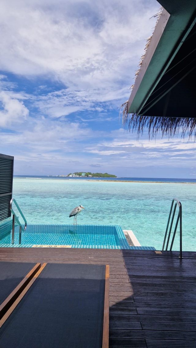 滿月島酒店|撿到寶藏般的快樂度假 : 馬爾代夫滿月島度假村 Furanafushi 滿月島酒店|撿到寶藏般的快樂度假 : 馬爾代夫滿月島度假村 Furanafushi