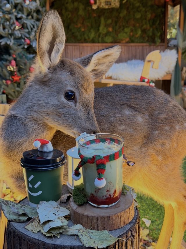 瀋陽半日閒：森系鹿咖與深夜暖居的治癒旅拍