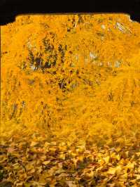 迄今為止,我最愛的江南古鎮出現啦