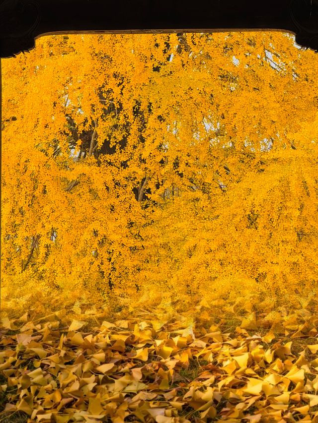 迄今為止,我最愛的江南古鎮出現啦 迄今為止,我最愛的江南古鎮出現啦