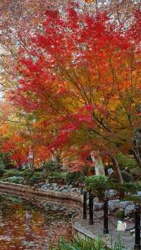 我說魯迅公園是上海市中心的賞秋天花板沒人有意見吧