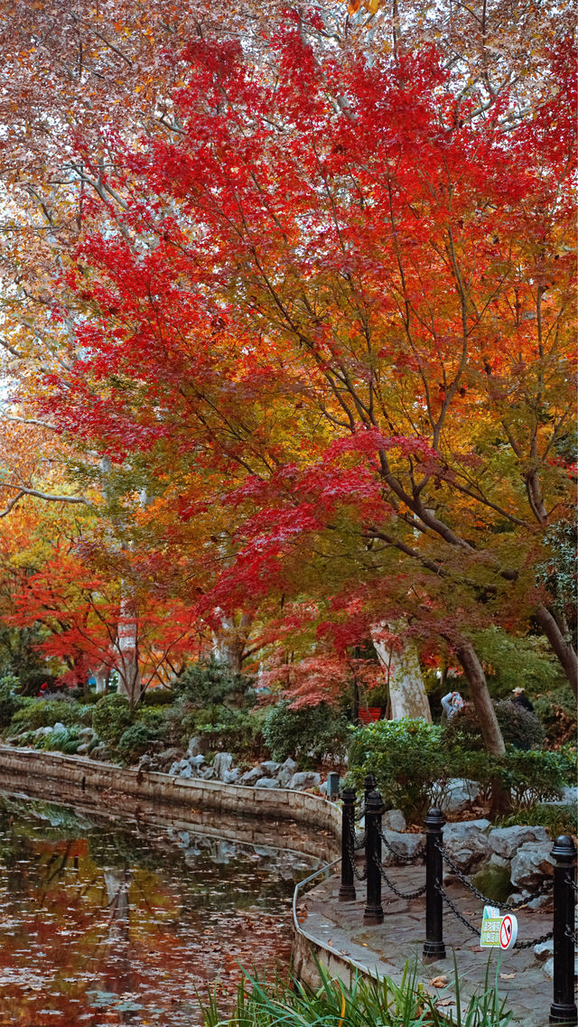 我說魯迅公園是上海市中心的賞秋天花板沒人有意見吧