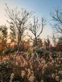 蘆雪搖冬,野趣沔青