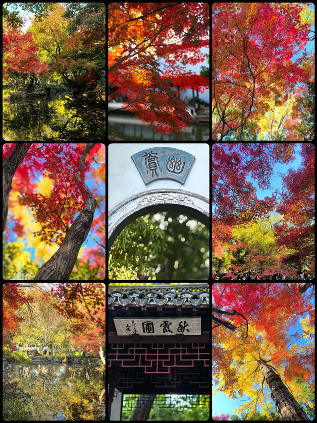 12月的秋霞圃,這裡的「楓」景美到失語 12月的秋霞圃,這裡的「楓」景美到失語